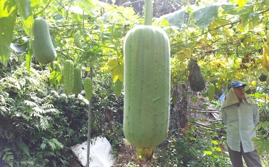 基隆市泰安市民農園10坪農地年租4000元,相較雙北便宜許多,使用山泉水灌溉更安心。圖/基市府提供