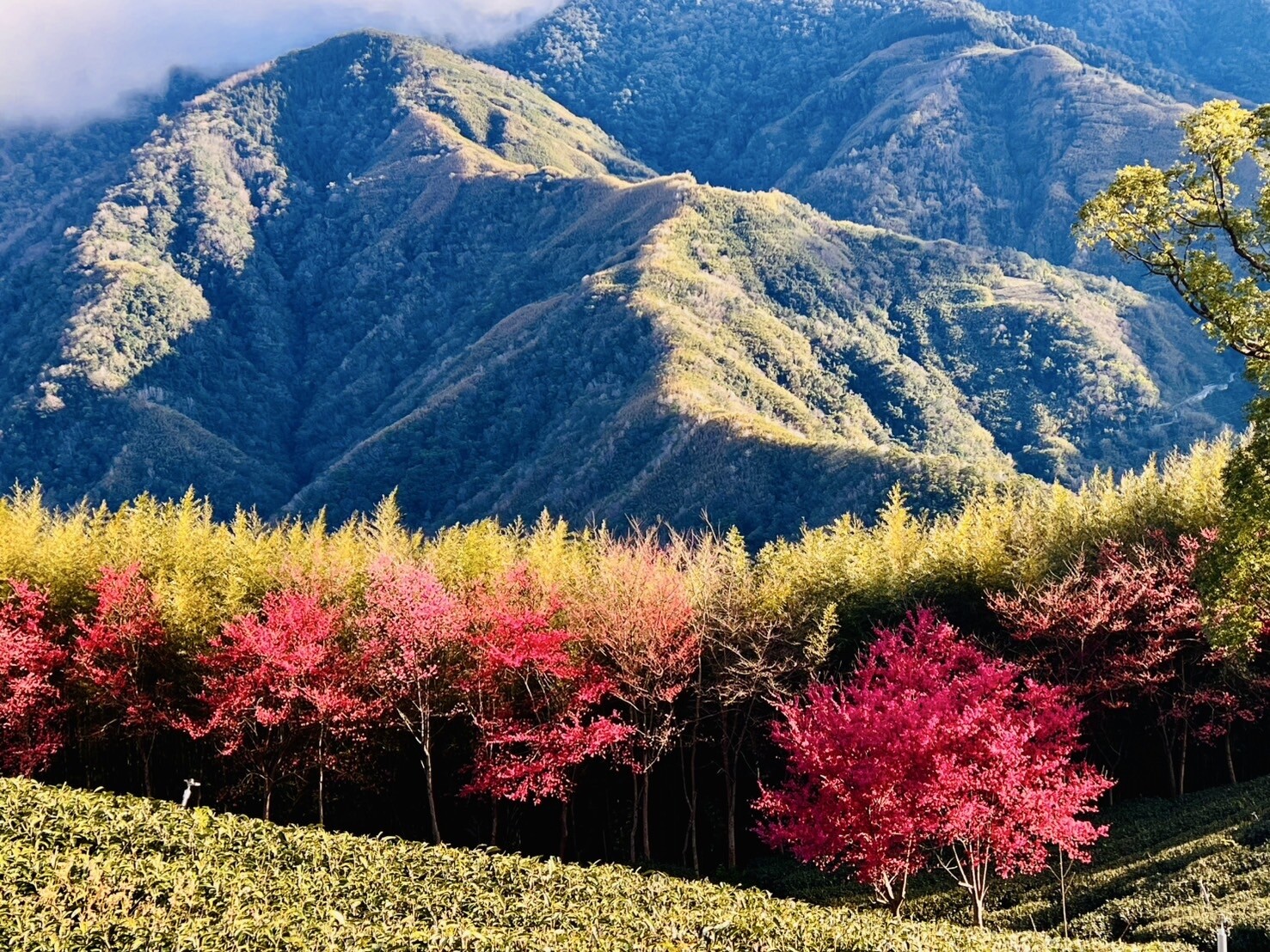國際扶輪3502地區於桃園市復興區拉拉山櫻花茶園步道成功舉辦「2025拉拉山新春櫻花茶會」。圖:張碩芳提供