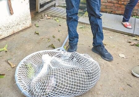 
六福村動物園的東非狒狒2023年逃脫，被林姓獵人開槍打死，桃園地方法院認定是徐姓技工下令，依《野生動物保育法》判處有期徒刑8月，可上訴。（本報資料照片）
