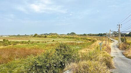 去年凱米颱風造成八掌溪潰堤,岸邊農地被砂土埋沒,至今尚未復原,現地雜草叢生。(張毓翎攝)