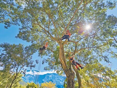 由舊泰武國小活化改建而成的屏東縣大武山山林教育服務中心,15日正式啟用,培養民眾山野活動基本技能。小朋友體驗樹攀,非常興奮。(羅琦文攝)