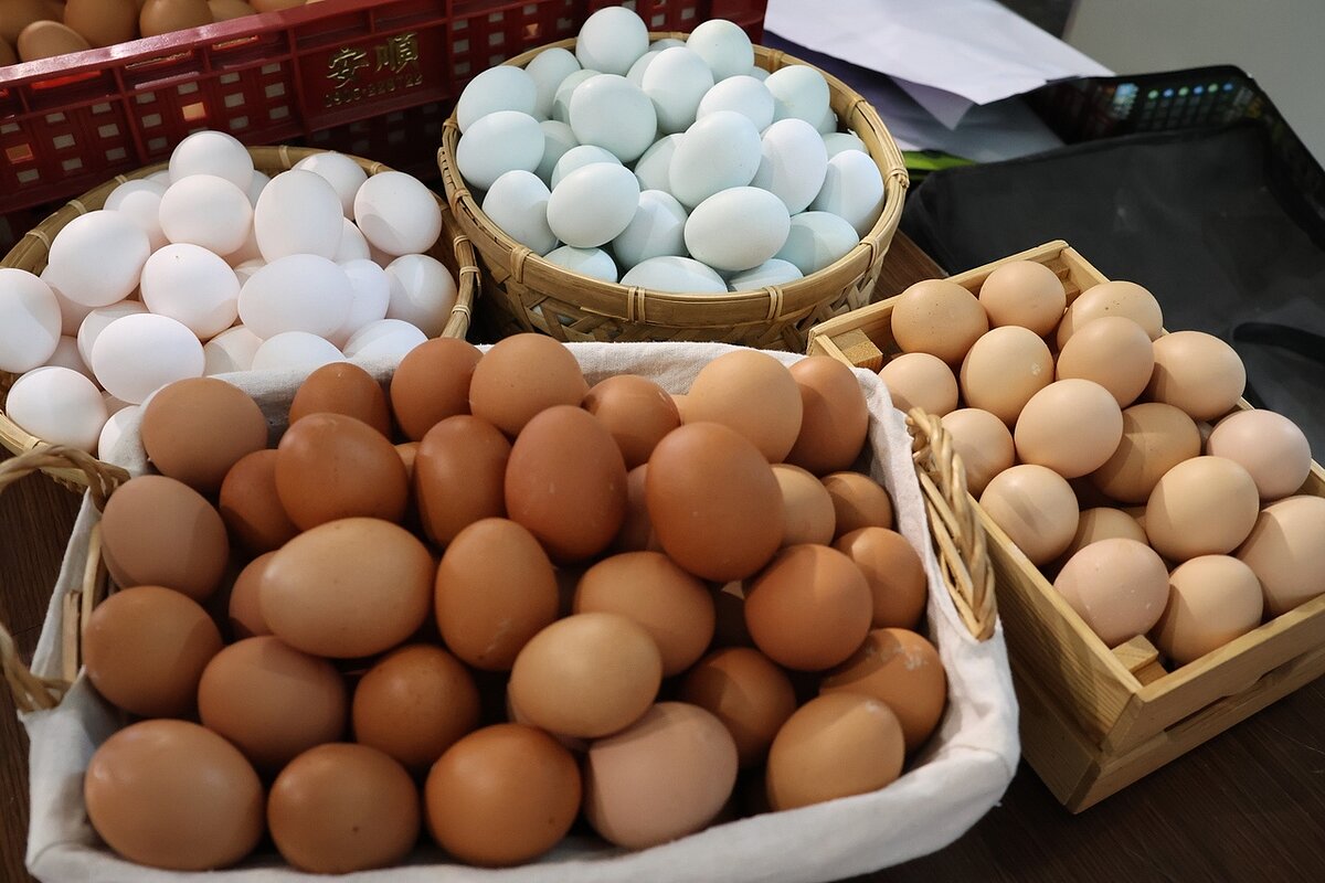 國內雞蛋產地價為每台斤廿二點五元,批發價是每台斤卅二元,產地價、批發價差落在九點五元,蛋農叫苦。聯合報系資料照