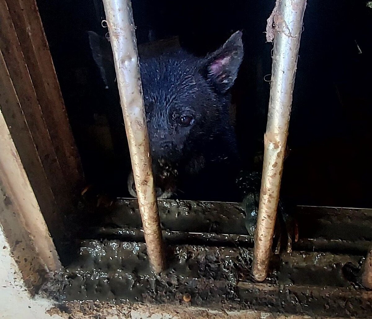 新北市新店一位飼主不當飼養6隻犬隻,不但全身都是排泄物,且飼養環境髒亂惡臭,沒有提供乾淨水源及飼料。圖/新北市動保處提供
