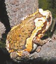 亞洲錦蛙入侵　威脅墾丁生態