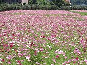 大溪波斯菊花大開　總計達二百公頃