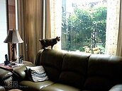 投縣大庭院別墅　中市豪客新寵！