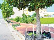 行道樹旁當自家菜園　恐涉法