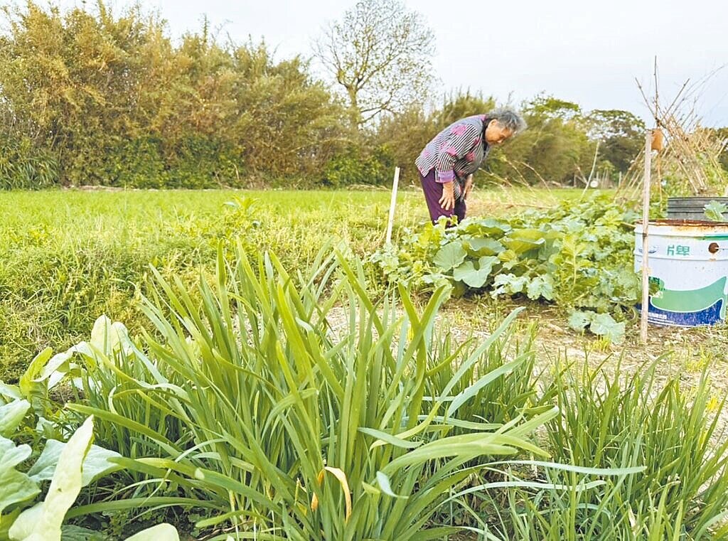 新竹縣政府近期已將總經費739萬餘元老農安心紅包匯入符合條件的農民帳戶中,共有8436名農民受惠。(新竹縣政府提供/陳育賢竹縣傳真)