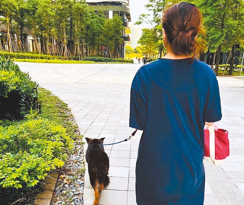 吳思琦願意成為代養家庭,用愛心與耐心教導「小春嬌」,帶牠出門散步、接觸人群。(新北市動保處提供/柯毓庭新北傳真)