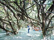 彰化竹塘鄉百歲榕樹　蔽天3000坪