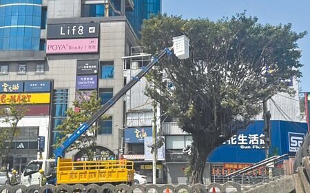 基隆市區田寮河畔路樹吸引鷺科鳥類聚集築巢,但也導致鳥屎「空襲」問題嚴重,市府近日修剪路樹遭愛鳥民眾批評破壞鳥類棲地。(徐佑昇攝)