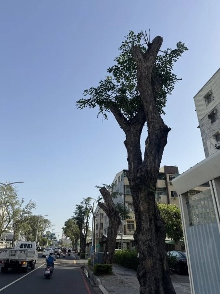 高雄市澄清路段將被移植的路樹遭斷頭修剪。圖／森林城市協會提供

