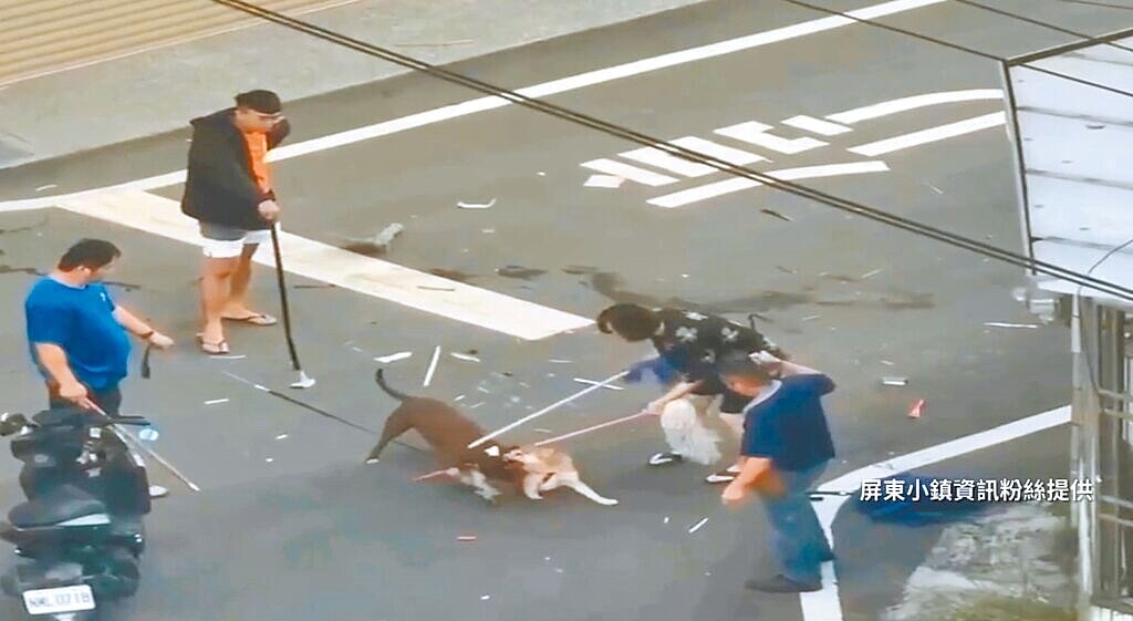 屏東縣內埔鄉14日傍晚發生一起疑似比特犬咬死柴犬、且民眾為救柴犬而打死比特犬的驚悚事件。（屏東小鎮資訊提供／謝佳潾屏東傳真）
