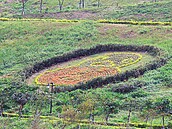 黃色小鴨夯　環保復育公園種小鴨