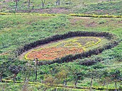 黃色小鴨夯　環保復育公園種小鴨