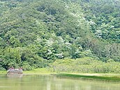 東源濕地　水社柳族群冠全台