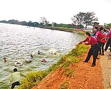 安全第一　黃小鴨延遲下水