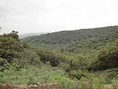 大肚山火警　從白天燒到黑夜