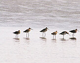 新校地有遺跡　永建將打造生態小學