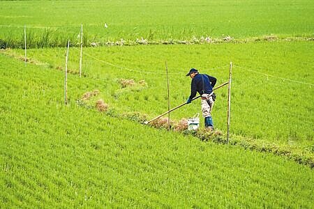 
川普發動關稅戰，以台灣對美國整體貿易逆差為由，對台課徵32％高額關稅。賴清德總統宣布將與美國以「零關稅」為基礎展開貿易談判，外界認恐對稻米等農業造成衝擊。圖為農民在台北市關渡平原的農田耕作。（黃世麒攝）
