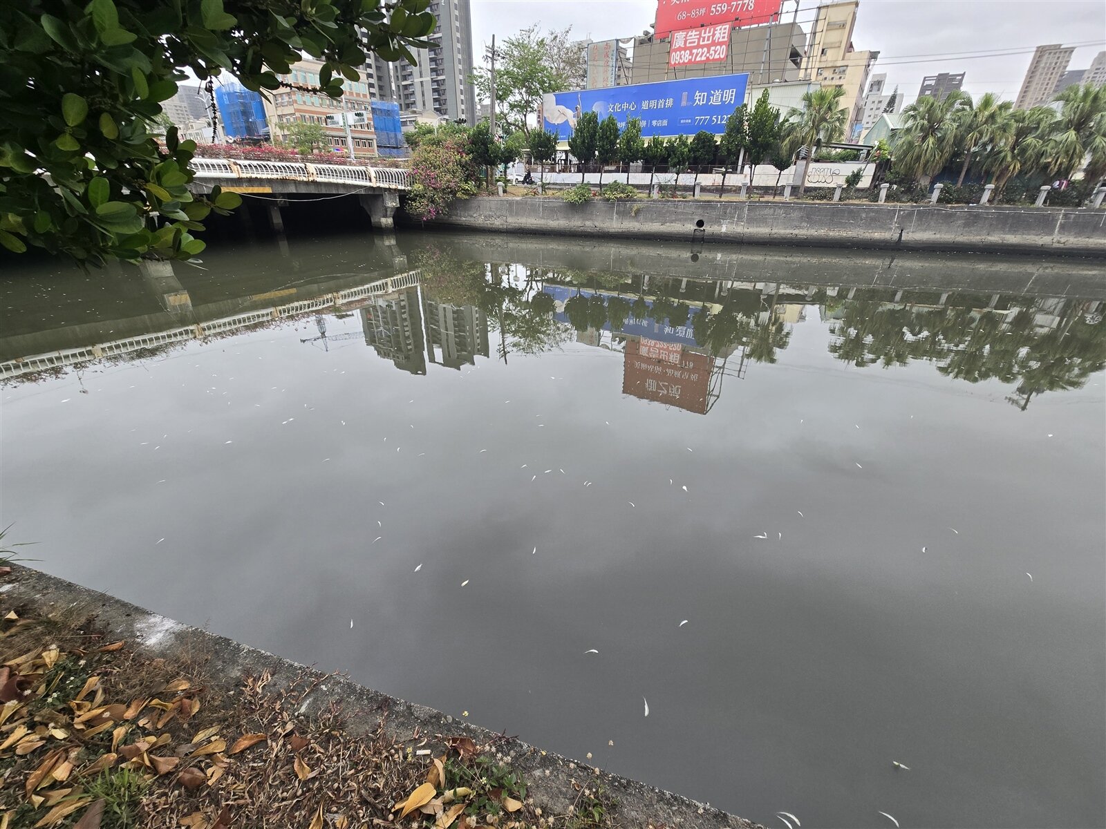 高雄愛河昨天下午驚見大量死亡的土黃仔魚。記者王勇超/攝影