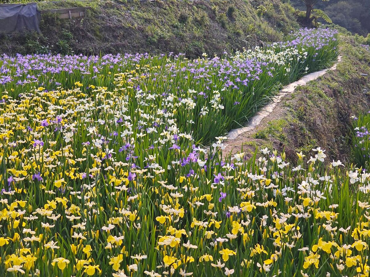 新北嵩山農村再生社區梯田開滿鳶尾花。圖／新北市政府提供