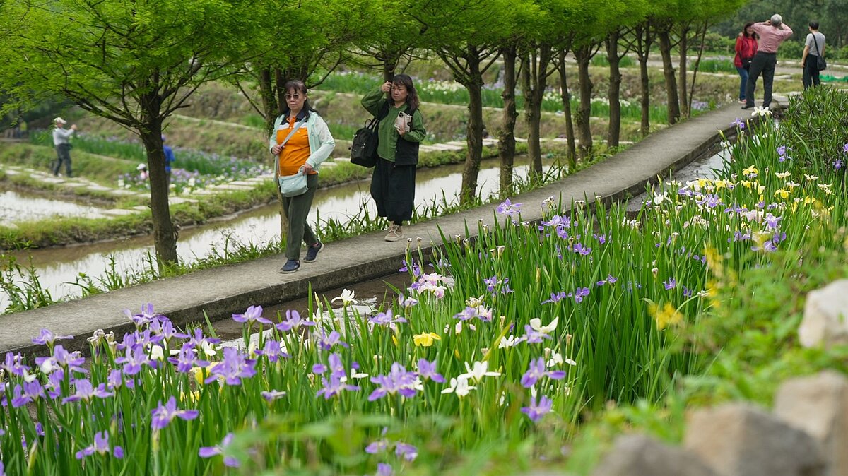 全臺唯一梯田鳶尾花海開放民眾免費進入拍照。圖／新北市政府提供