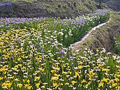 全臺唯一梯田鳶尾花海　在新北嵩山農再社區