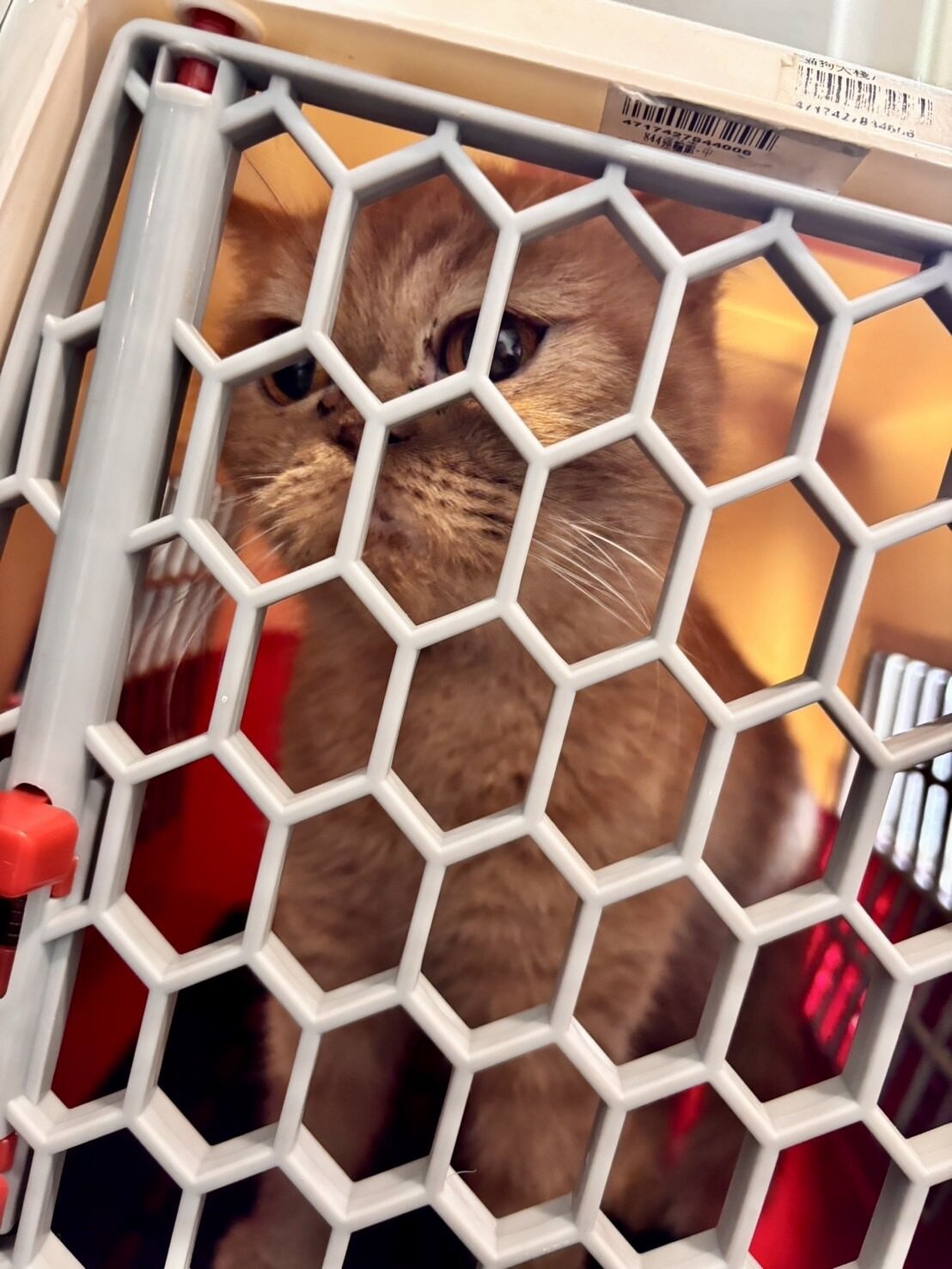 此案於昨日接獲愛心人士通報後,立即聯絡當事人並於同日下午會同警方前往案發現場,將貓隻扣留送往動物醫院進行健康檢查。圖:讀者提供