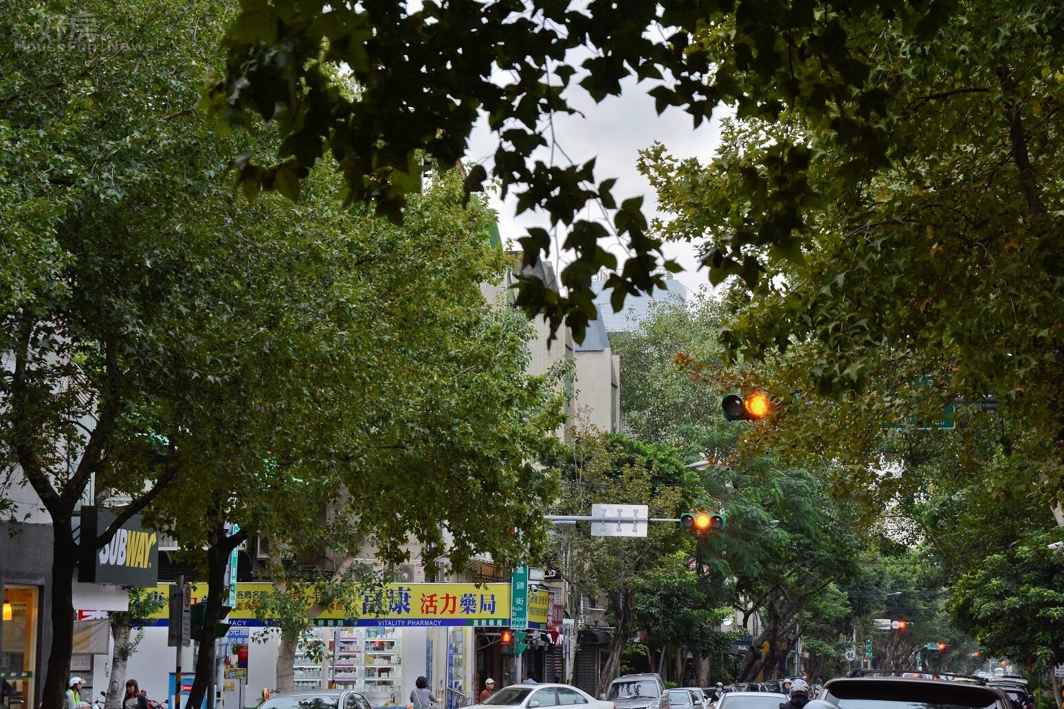 富錦街楓樹大道街景。(好房News記者 陳韋帆/攝影)