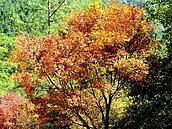 山區變色葉植物換上新粧　武陵青楓鮮豔亮麗