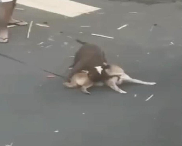 比特犬咬死柴犬，比特犬飼主稱，比特犬遭打死，但農業處動保科調查時，飼主卻對比特犬屍體去向說詞反覆，動保科將展開行政調查。圖／屏東小鎮資訊提供
