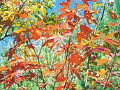 台中楓樹臉紅了　泰安鐵道美得像置身日本