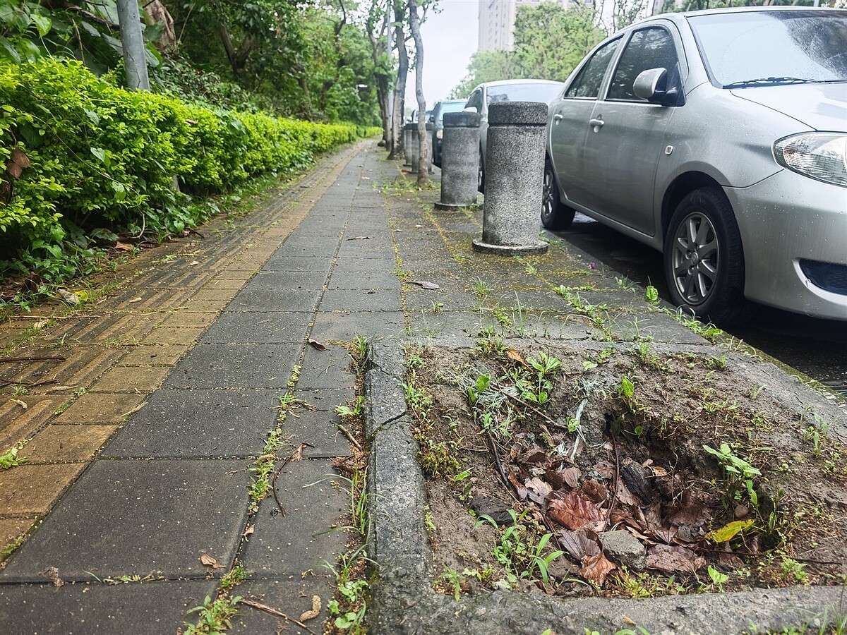 北大特區三峽端路樹移除後,樹穴至今仍留下大洞,引發行人抱怨。圖為學府、大德路口。記者李定宇/攝影