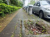 北大特區颱風過境樹穴兩樣情　樹林填平、三峽仍大洞惹民怨