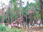 世大運選手村移樹　請樹醫監督