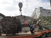 竹北80歲老榕樹移植　迎至高鐵特定區