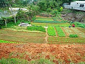 農村土改　安徽搶頭香