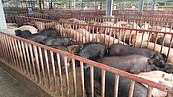 苗栗頭份驚見2頭毛豬「棄屍案」　網友憂心會有豬瘟