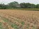 活化休耕農地　嘉南地區推動硬質玉米種植