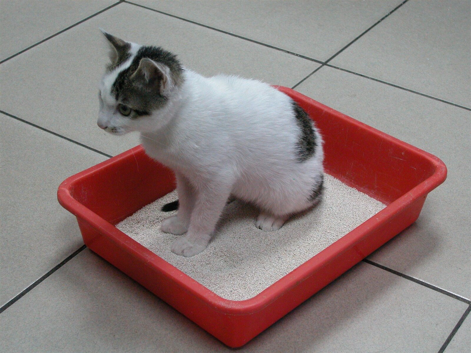 高市福建街一棟12樓高的10樓住家今天下午3時7分許傳出煙味，消防局獲報，發現是燃燒雜物，疑貓砂悶燒肇禍。（示意圖）本報資料照 