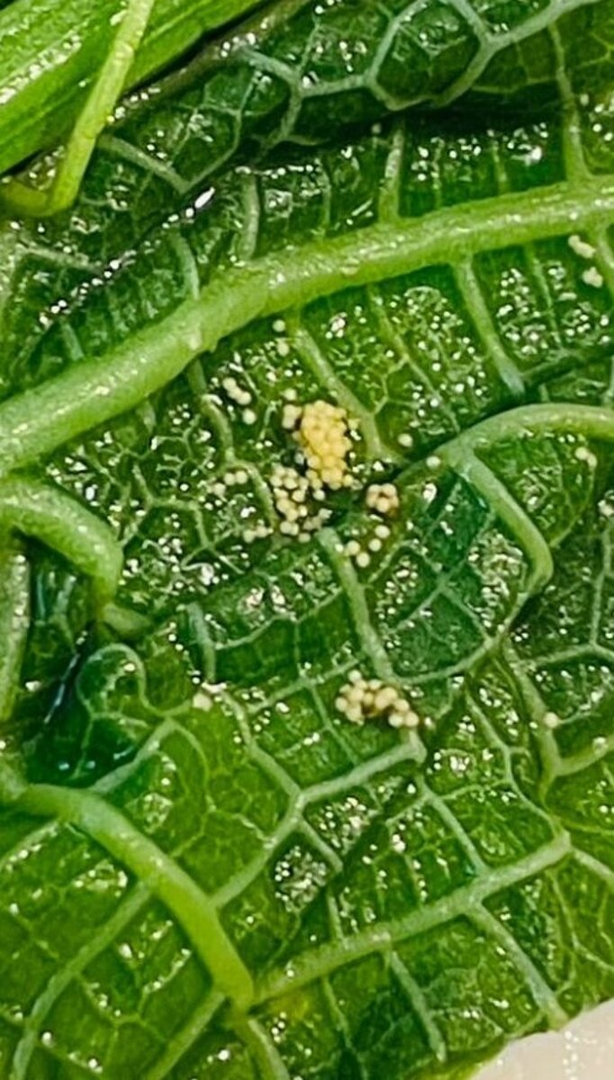 有房客發現,高雄承億酒店早餐龍鬚菜的葉面竟出現一搓不知名的昆蟲蟲卵,當下受到驚嚇,事件曝光後已經撤文。圖/取自臉書社團「好想住飯店好康.踩雷不藏私」