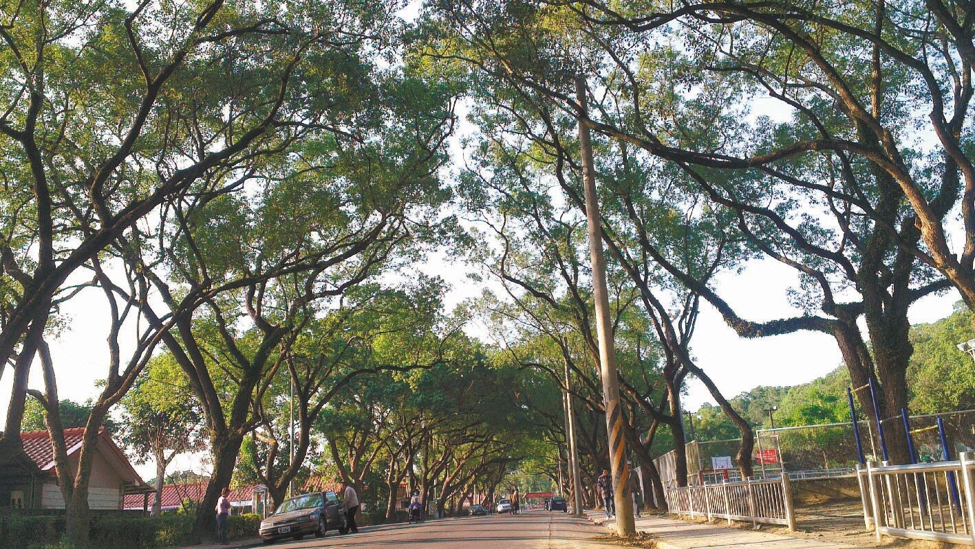 中興新村綠意盎然,有民眾覺得立起電線桿,破壞市容。 記者吳思萍/攝影