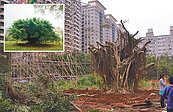 救樹新招！　建商沒「修剪證照」不准動工