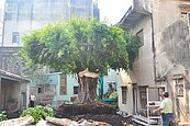 百年老樹搬家　「指定」移樹人