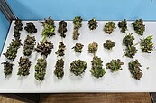 新莊民宅頂樓開設大麻農場　警逮2人「在公園起獲30株大麻」