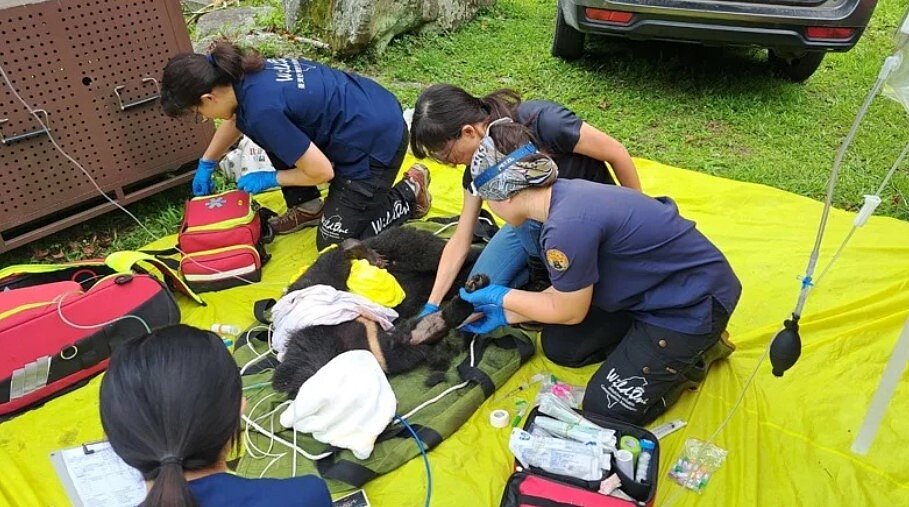 1隻台灣黑熊受困套索,野灣團隊在現場進行緊急醫療處置。圖/台東分署提供