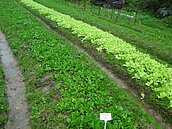 台大要收回保留地　原民擬周一抗爭