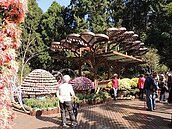 士林官邸菊展　移師溪頭