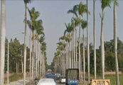 80年椰子樹被砍？因副都心開發　台南市府否認